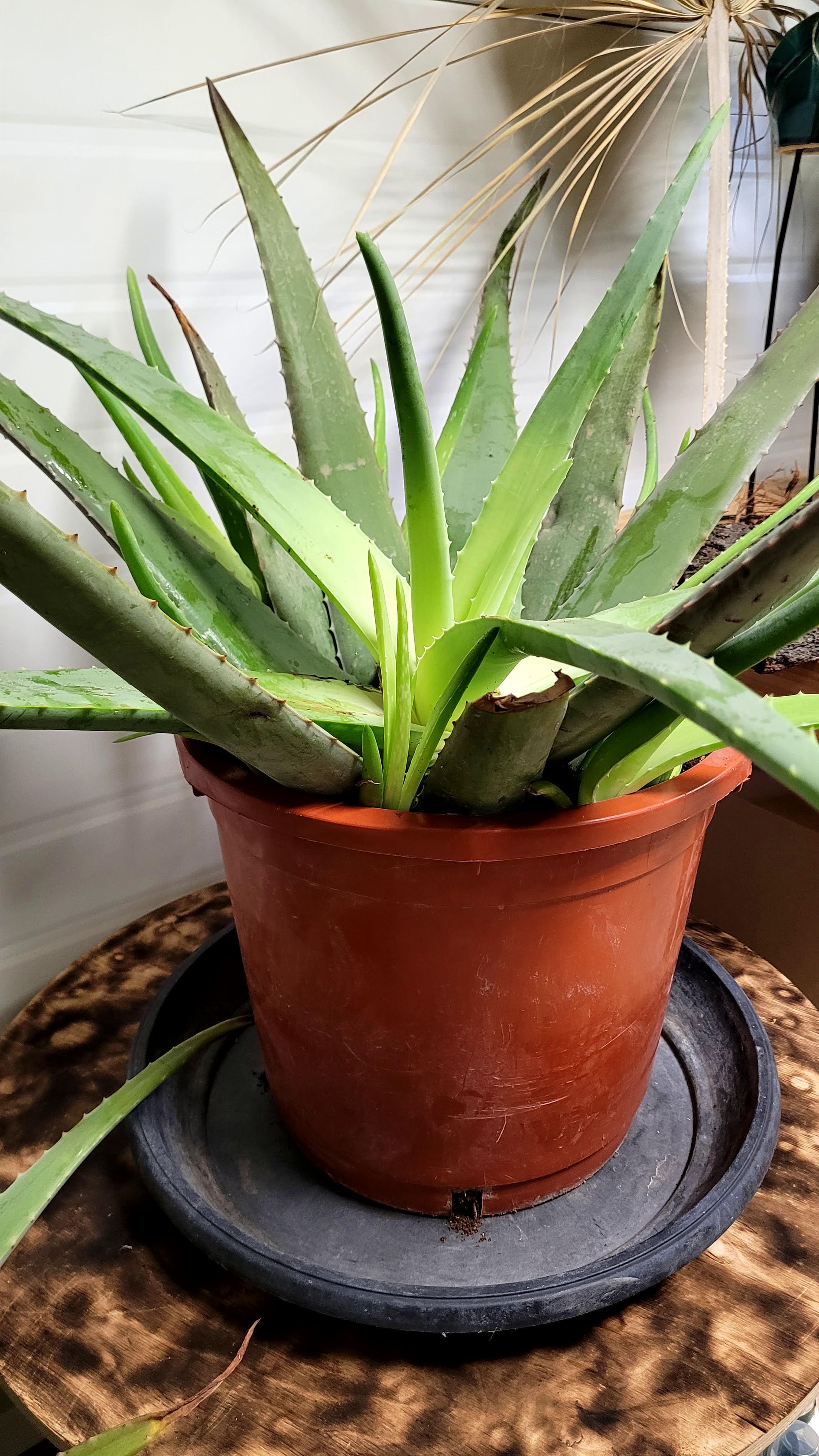 Aloe Vera